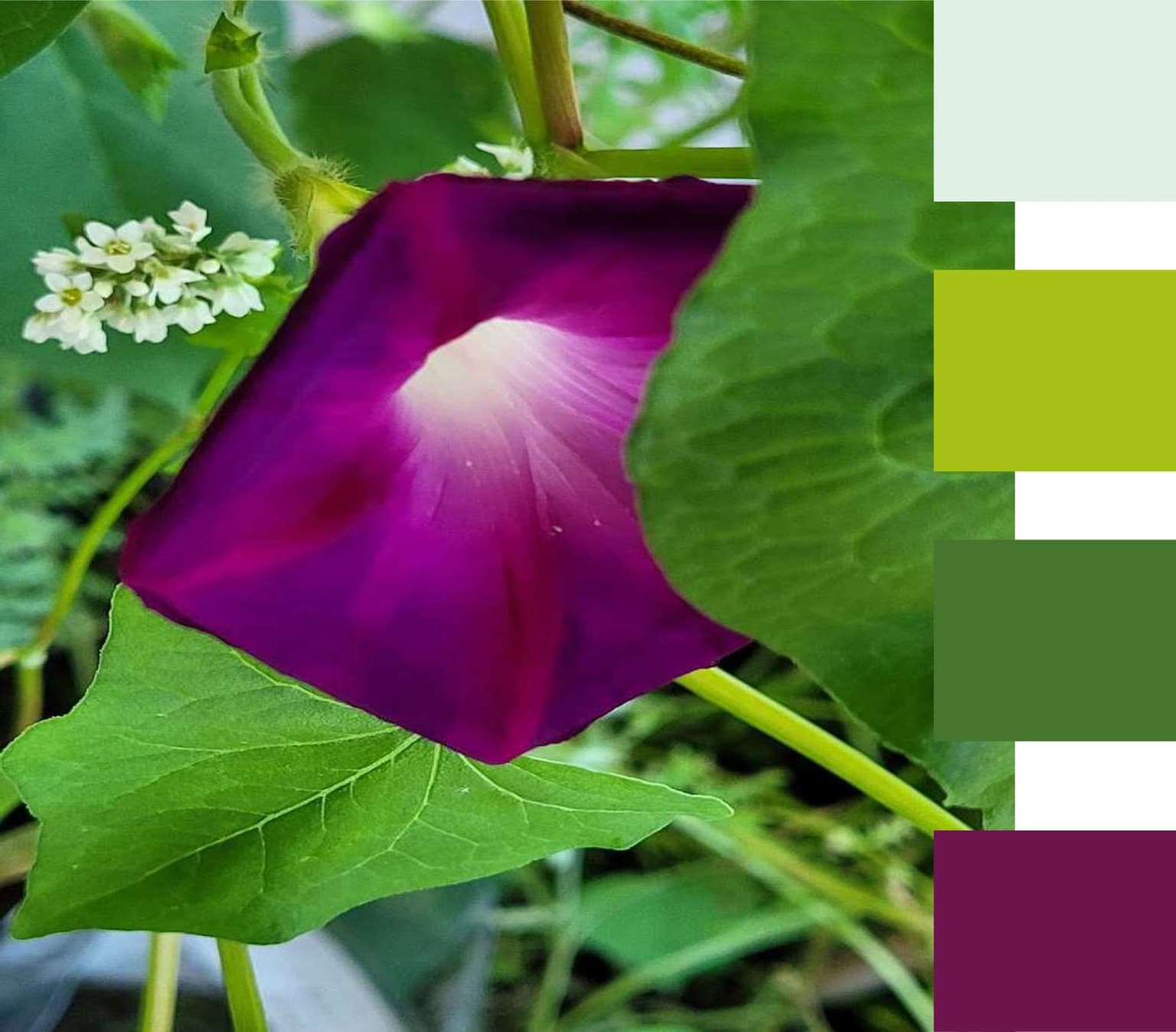 Farbkonzept: Nahaufnahme einer violetten Blüte mit den daraus abgeleiteten Farbfeldern