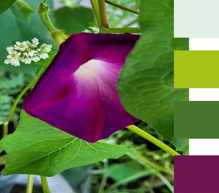 Farbkonzept: violette Blüte mit den daraus abgeleiteten Farbfeldern
